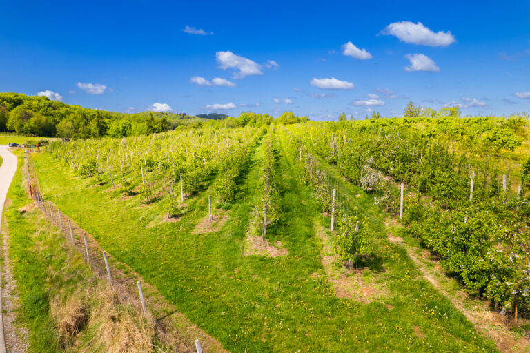 Łysa Góra, gm. Dębno – sad o pow. 1,14 ha